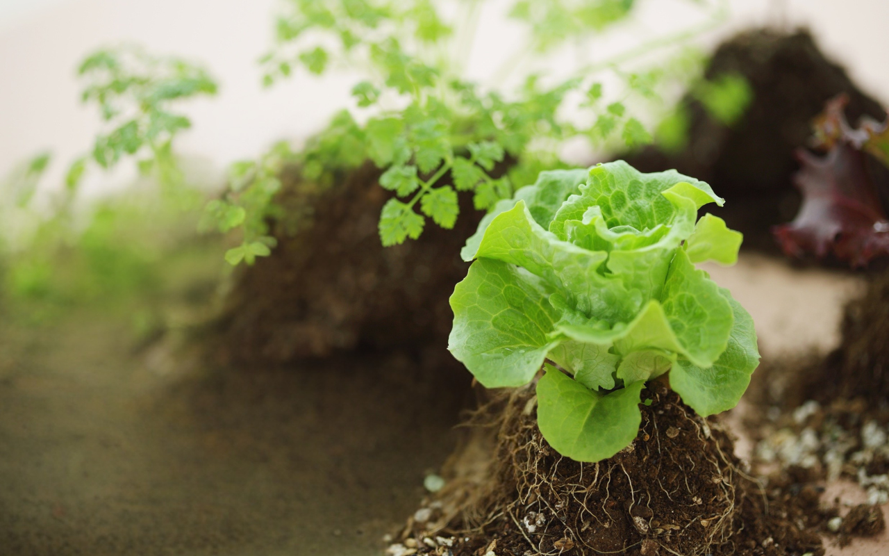nachwachsender Salat