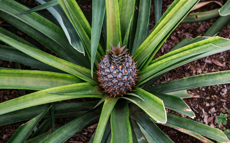 Bild einer nachwachsenden Ananas