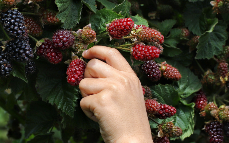 Brombeerernte Obst